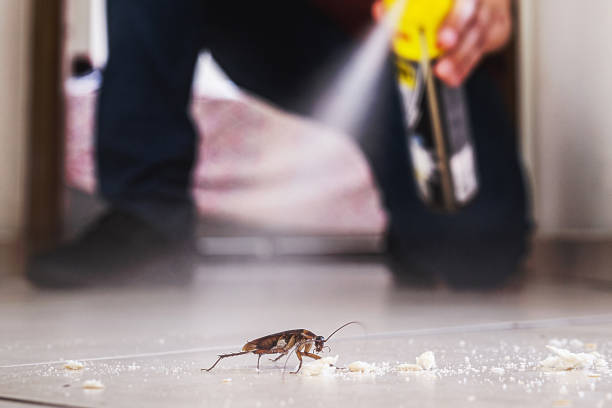 Best Insect Control  in Yuipa, CA