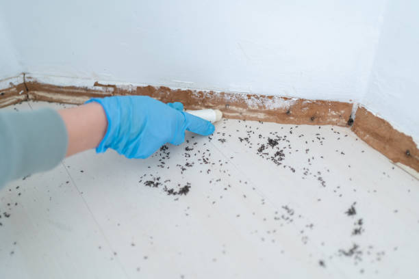 Best Bed Bug Extermination  in Yuipa, CA